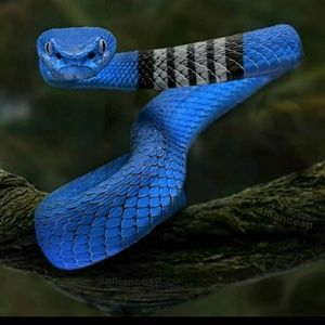 Meet your Posher, Patrick